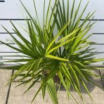 Palmička nízka (Chamaerops Humilis) - výška 50-60 cm, kont. C5L